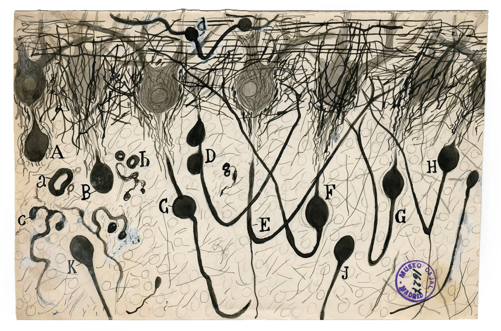 Ink drawing by Santiago Ramón y Cajal showing Purkinje neurons of the cerebellum: dark cell bodies standing out beneath a dense tangle of fibres.